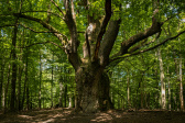 Dračí dub z Lozorna - ﬁnalista súťaže Strom roka 2022 1