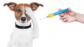Povinné očkovanie psov 1